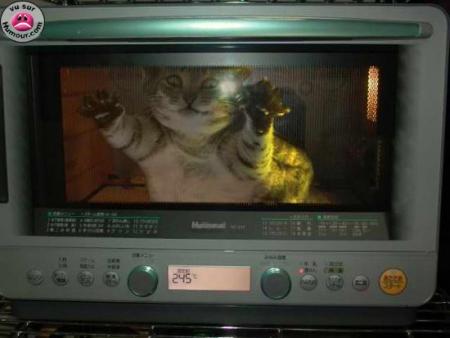 chat